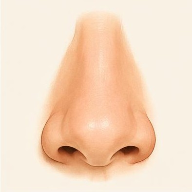 Nose