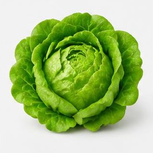 Lettuce / Salad